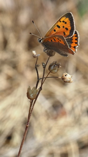P5281932