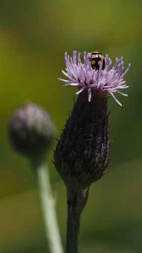 P7092761