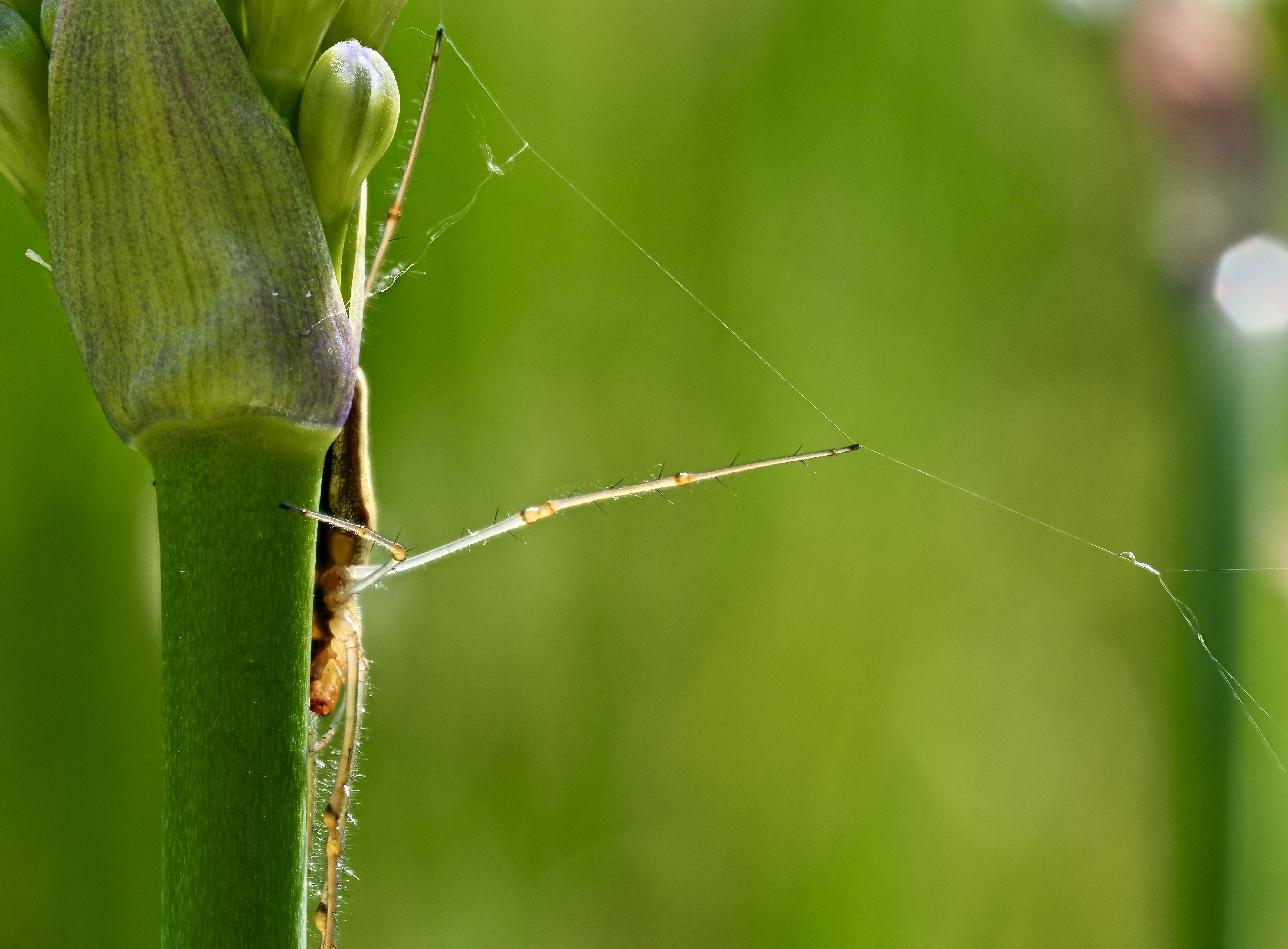 P6283628_8_focusstacking