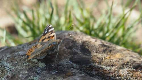 P5101360