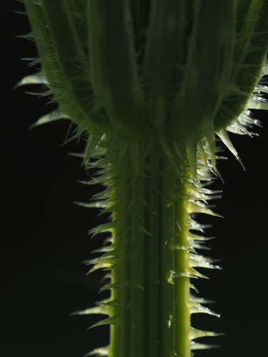 P6232175