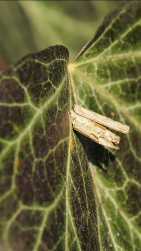P3090432