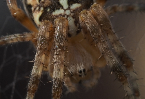 P8171034